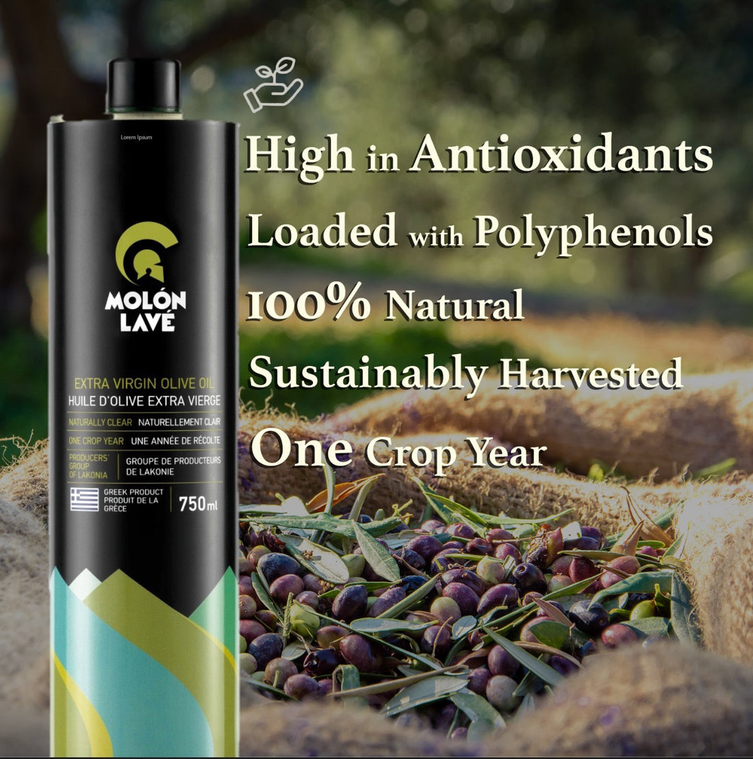 Why One Crop Year Extra Virgin Olive Olive Matters More Than you Think